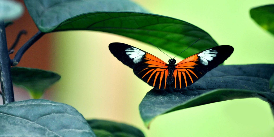 Farbenfroher Schmetterling auf einem Blatt